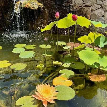 Lotus Alloggio in famiglia Brzac