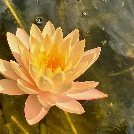 Ostanak kod kuće Lotus Brzac