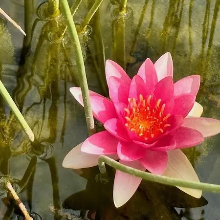 Lotus Ostanak kod kuće Brzac