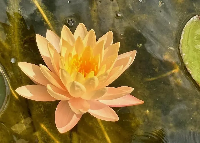 Rum i privatbostad Lotus Brzac