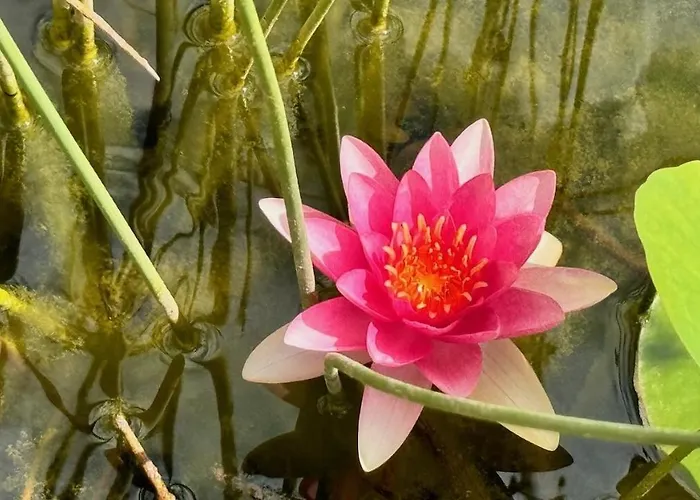 Lotus Rum i privatbostad Brzac